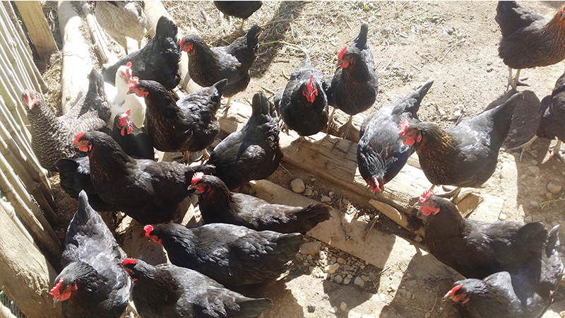 Desarrollan Proyecto De Crianza De Gallinas Ponedoras Ministerio