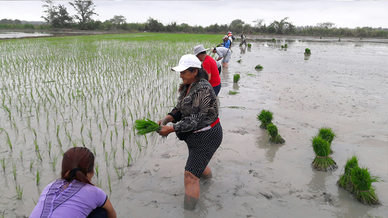 Productores Aprenden Sobre Cultivo De Arroz Ministerio De Agricultura Y Ganadería 9868