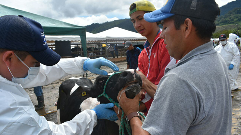 Agricultores de El Chaco Napo exponen su producci n Ministerio