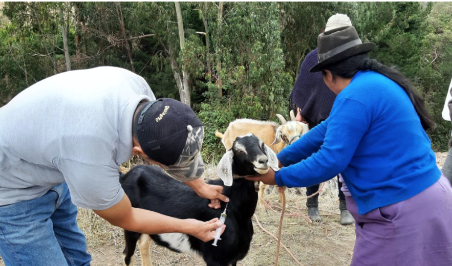 Significado De Gorra Ee Animalitos Goat