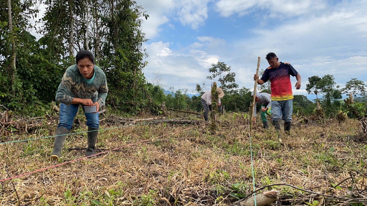 Semillas De Alto Rendimiento De Maíz Llegan A Las Chakras De Napo Ministerio De Agricultura Y 1354